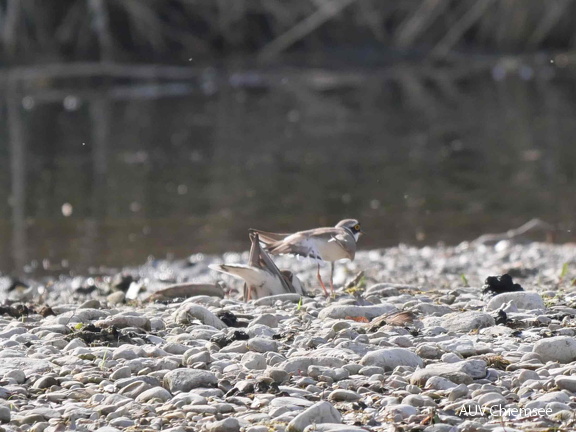 Flussregenpfeifer zeigt Nest dem Weibchen
