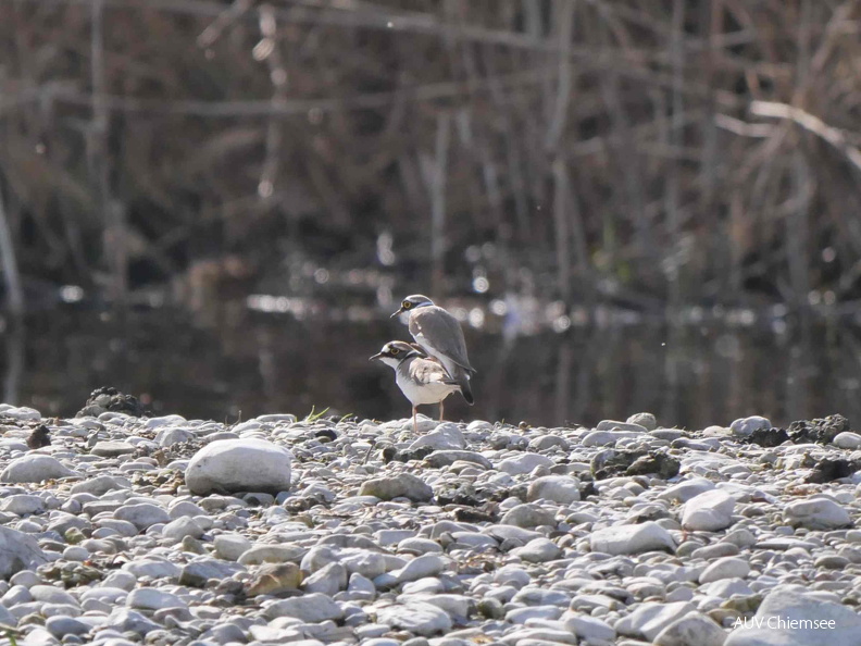 AktNatBeo-250412-ja-08 Kopulation.jpg