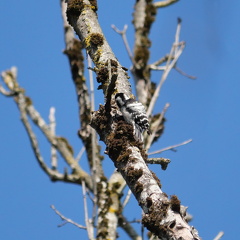 Kleinspecht