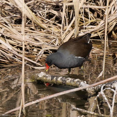 Teichhuhn