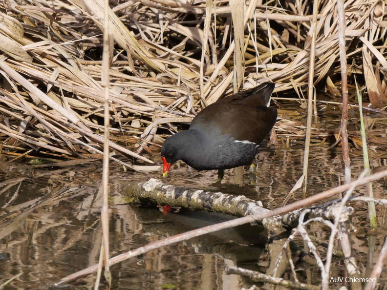 Teichhuhn