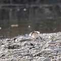 Flussregenpfeifer - Nestbau