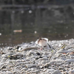 Flussregenpfeifer - Nestbau