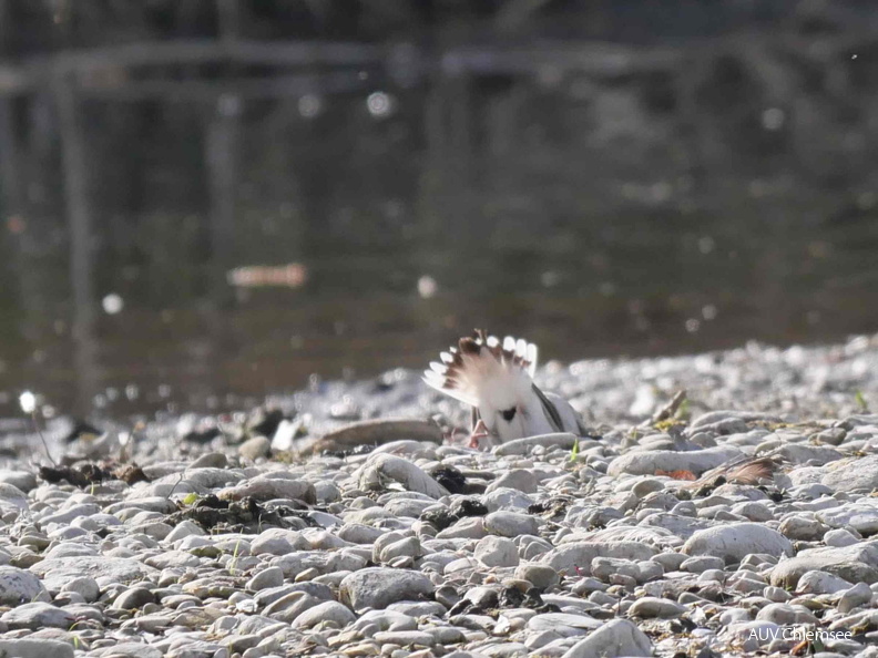 Flussregenpfeifer - Nestbau
Mit einem Klick! zur Fotogeschichte mit weiteren Bildern
Prien Mündung, Rimsting / 12.04.2025 / Foto: Johannes Almer
AktNatBeo-250412-ja-05 Flussregenpfeifer Nest.jpg
