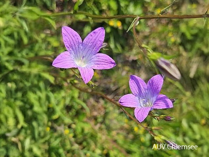 Wiesen Glockenblume