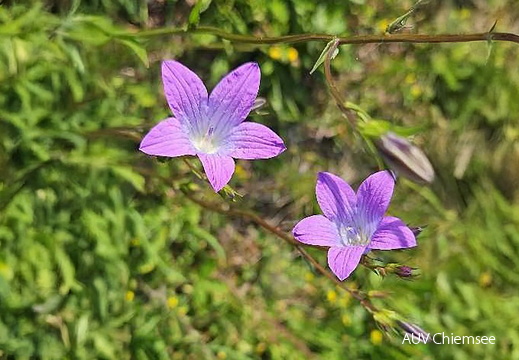Wiesen Glockenblume