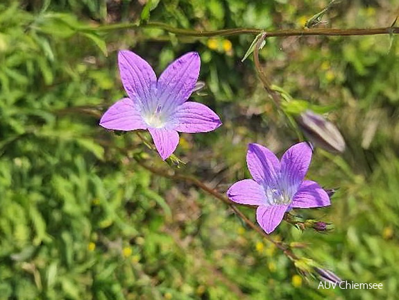 Wiesen Glockenblume