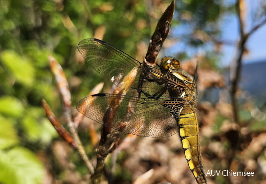 Plattbauchlibelle