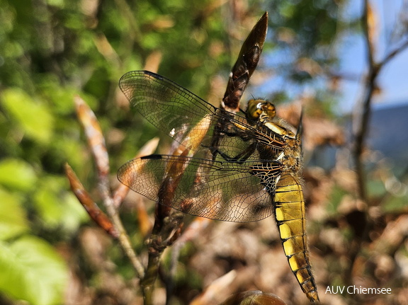 Plattbauchlibelle
