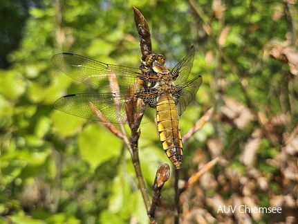 Plattbauchlibelle