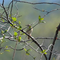 Schilfrohrsänger