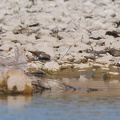 Temminckstrandläufer