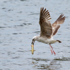 Silbermöwe mit Fisch
