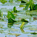 drei Wasserfrösche