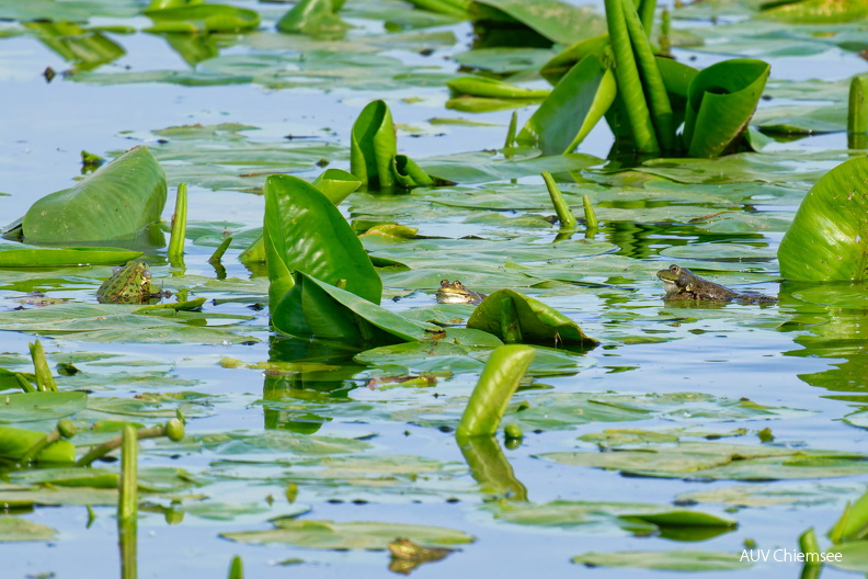 AktNatBeo-250503-ta-11-HB-drei_Wasserfroesche.jpg