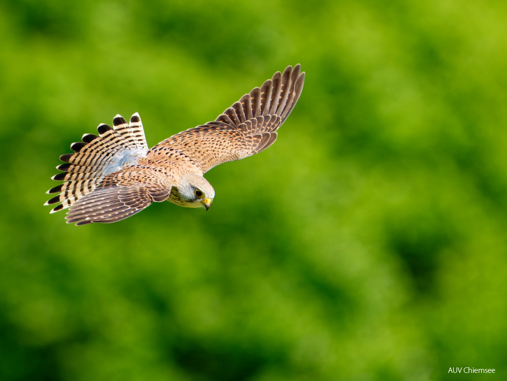 Turmfalke