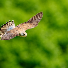 Turmfalke