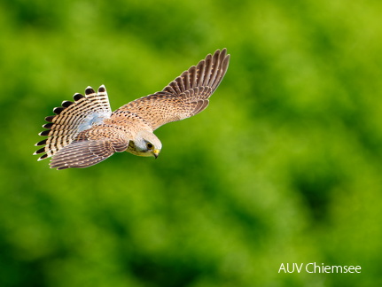 Turmfalke