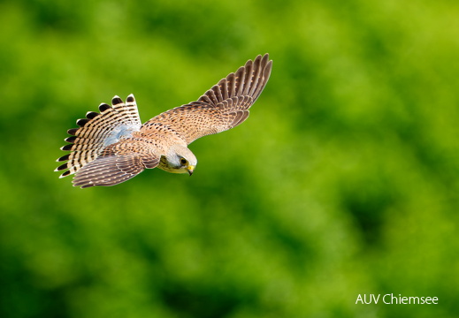 Turmfalke