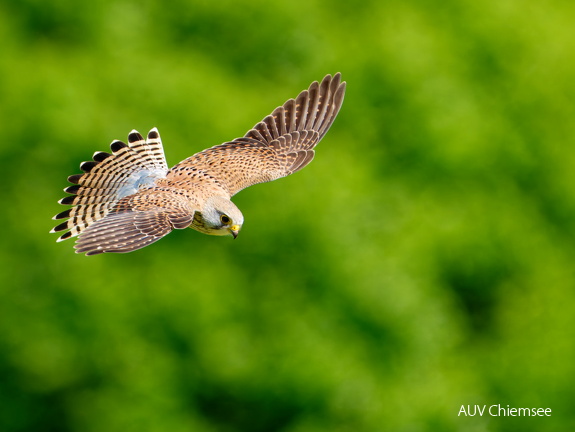 Turmfalke