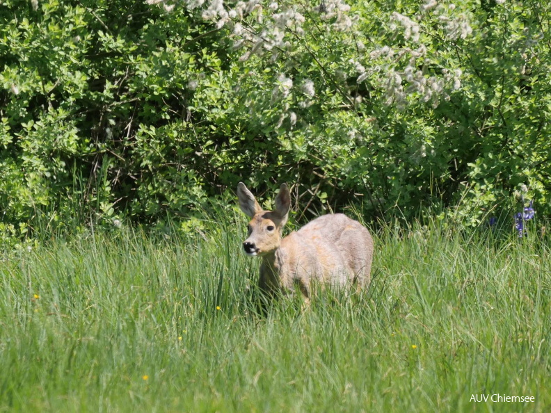 Reh - trächtig
Mit einem Klick! zur Fotogeschichte mit weiteren Bildern
Schafwaschener Winkel, Rimsting / 13.05.2025 / Foto: Johannes Almer
AktNatBeo-250513-ja-7 Reh_0.jpg