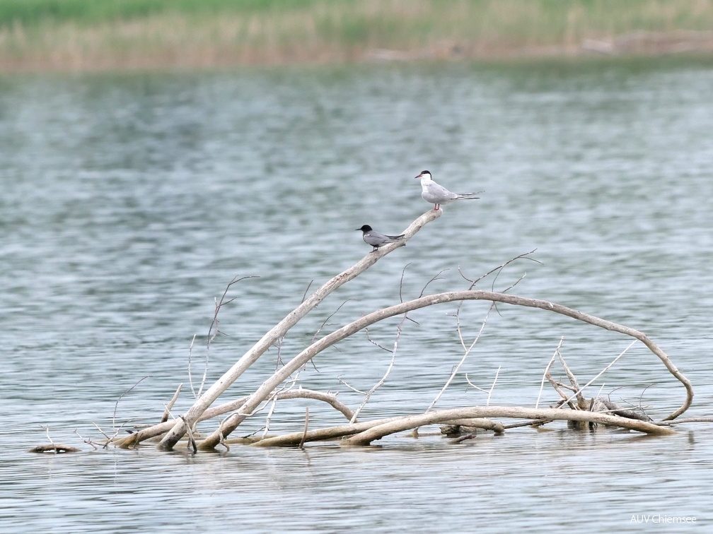 Trauerseeschwalbe und Flussseeschwalbe