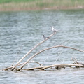 Trauerseeschwalbe und Flussseeschwalbe