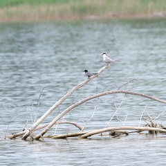 Trauerseeschwalbe und Flussseeschwalbe