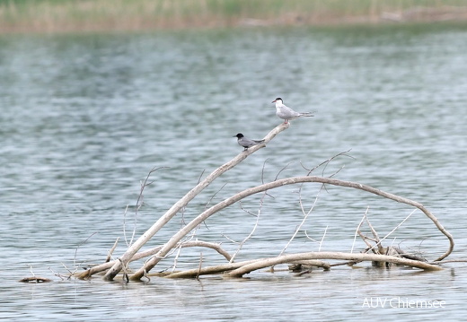 Trauerseeschwalbe und Flussseeschwalbe