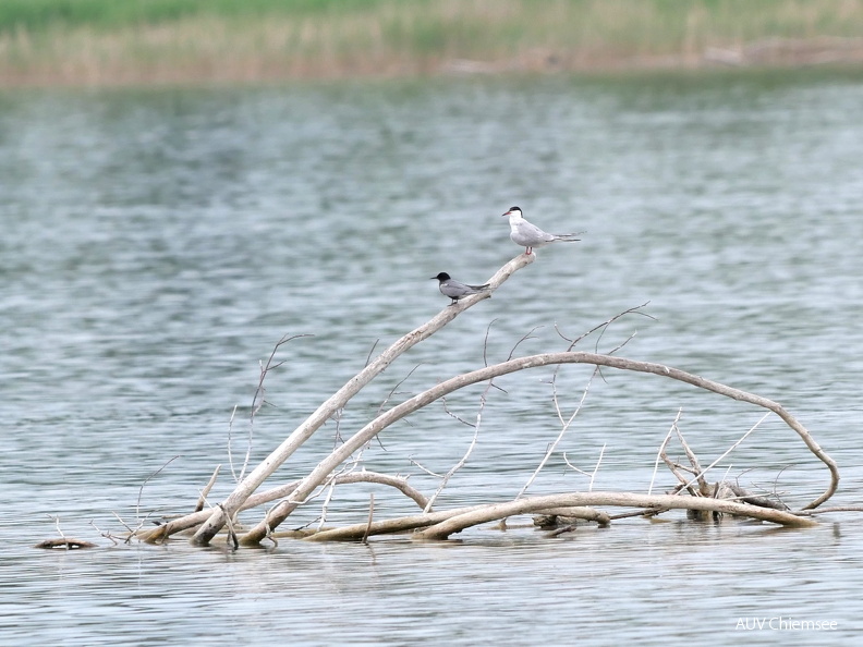 Trauerseeschwalbe und Flussseeschwalbe
