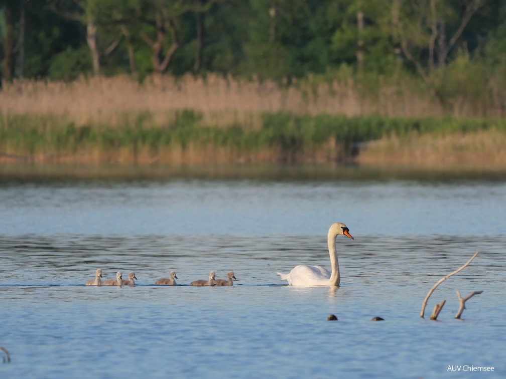 Die "hässlichen Entlein" folgen dem "stolzen Schwan"