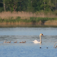 Die "hässlichen Entlein" folgen dem "stolzen Schwan"