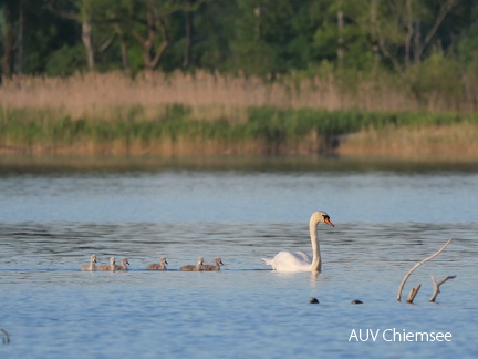 Die "hässlichen Entlein" folgen dem "stolzen Schwan"