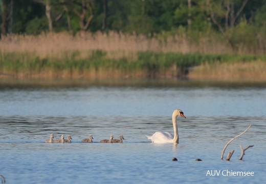 Die "hässlichen Entlein" folgen dem "stolzen Schwan"