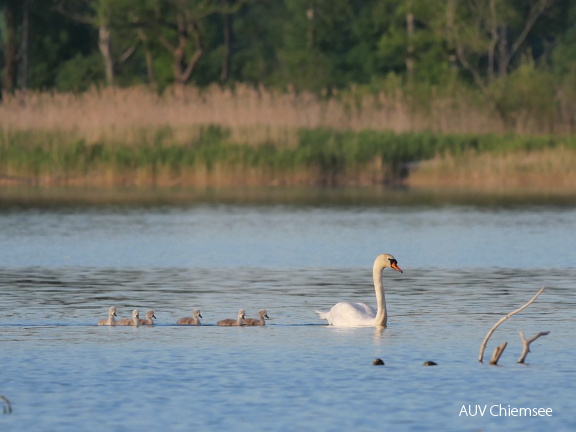 Die "hässlichen Entlein" folgen dem "stolzen Schwan"