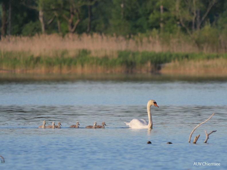 Die "hässlichen Entlein" folgen dem "stolzen Schwan"