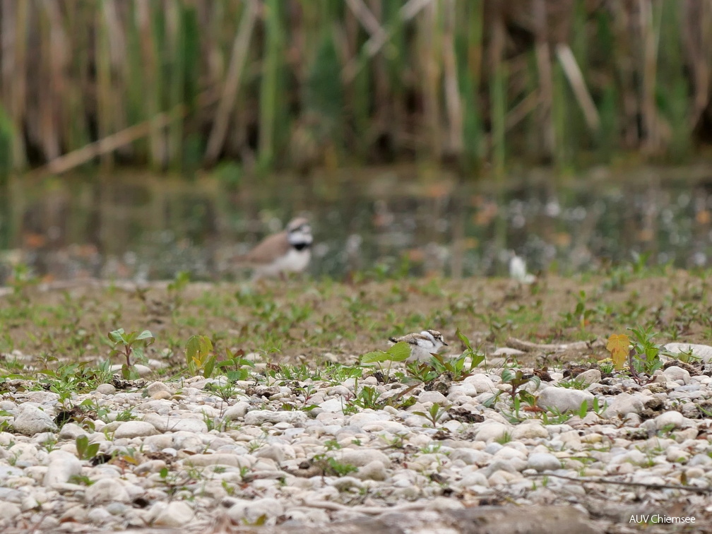 Flussregenpfeifer mit Altvogel