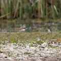 Flussregenpfeifer mit Altvogel