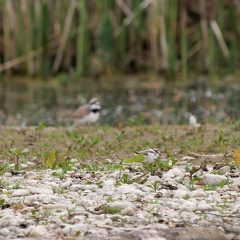 Flussregenpfeifer mit Altvogel