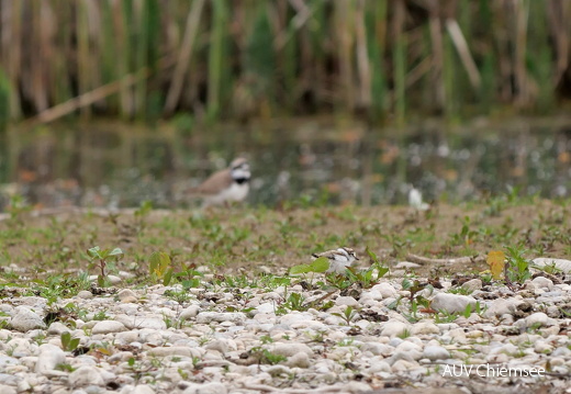 Flussregenpfeifer mit Altvogel