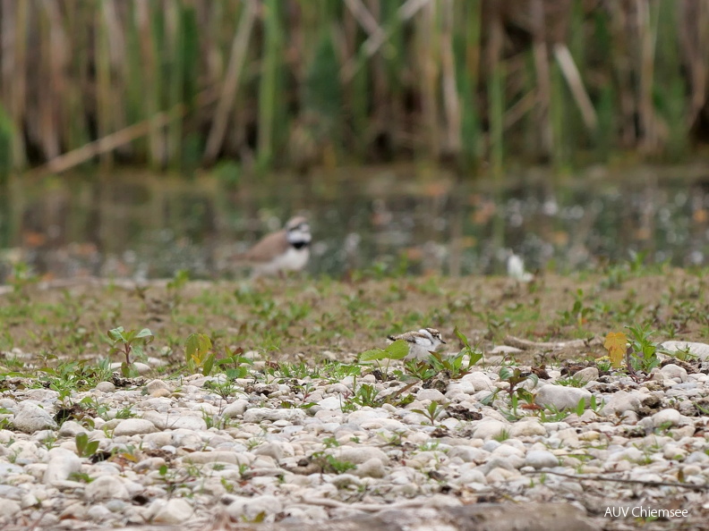 Flussregenpfeifer mit Altvogel