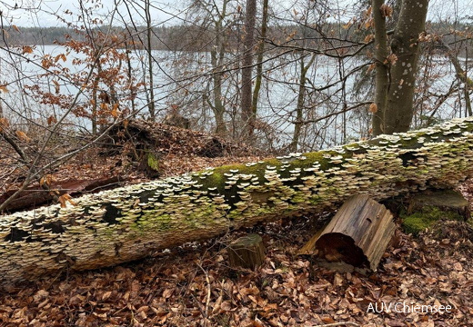 Todholz mit Pilzbewuchs