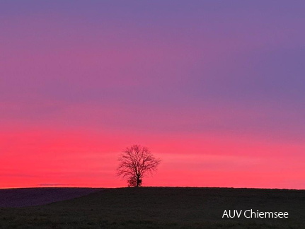 Baum im Abendrot