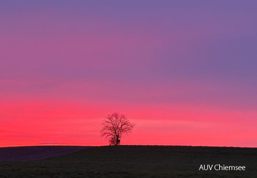 Baum im Abendrot
