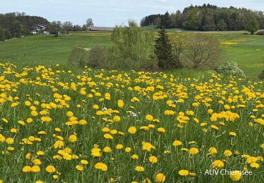 Frühlingswiesen