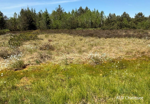 Hochmoor bei Schwabering