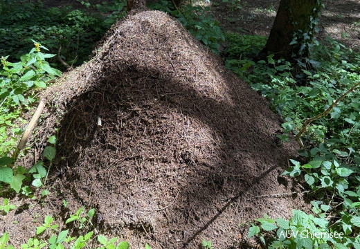 Ameisenhaufen