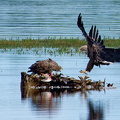 Bild 6 - Zwei Seeadler eine tote Stockente ...