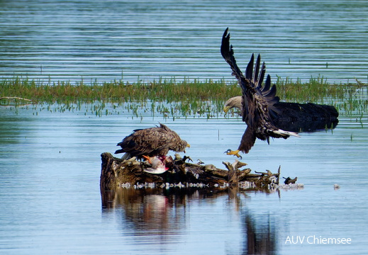 Bild 6 - Zwei Seeadler eine tote Stockente ...