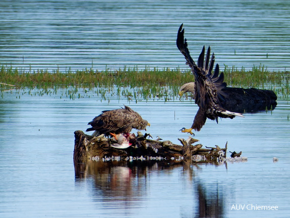 Bild 6 - Zwei Seeadler eine tote Stockente ...
